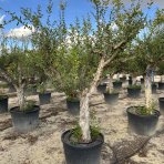 Granátové jablko (Punica granatum) ´MOLLAR DE ELCHE´ - výška 250-270 cm, obvod kmeňa 45/50 cm, EXEMPLÁR (-16°C)